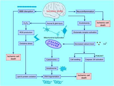 New insights in ferroptosis: Potential therapeutic targets for the treatment of ischemic stroke